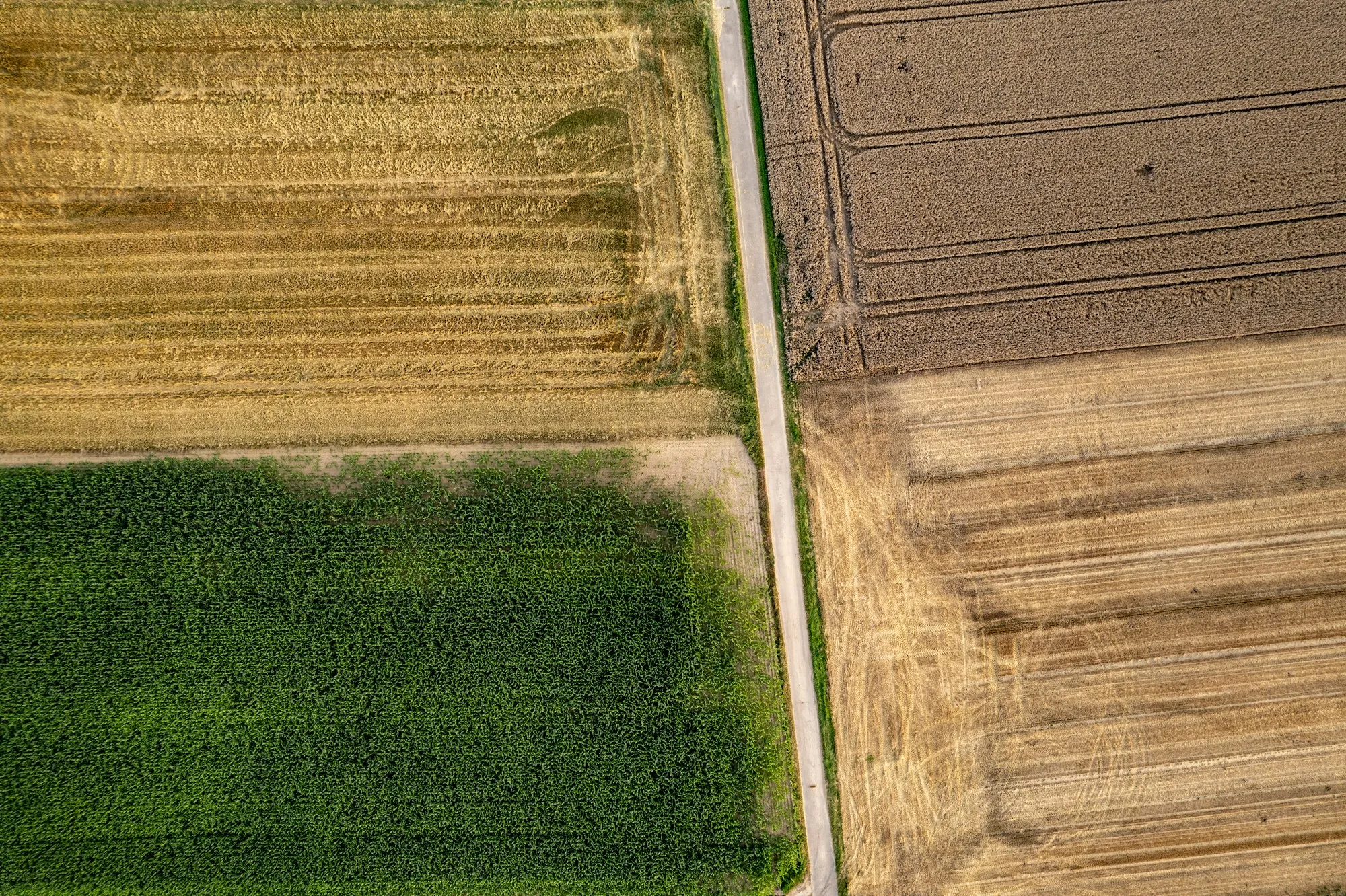 Aerial view of a farm road between green and harvested fields